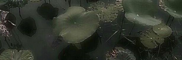 𝔤𝔦𝔤𝔦 banner