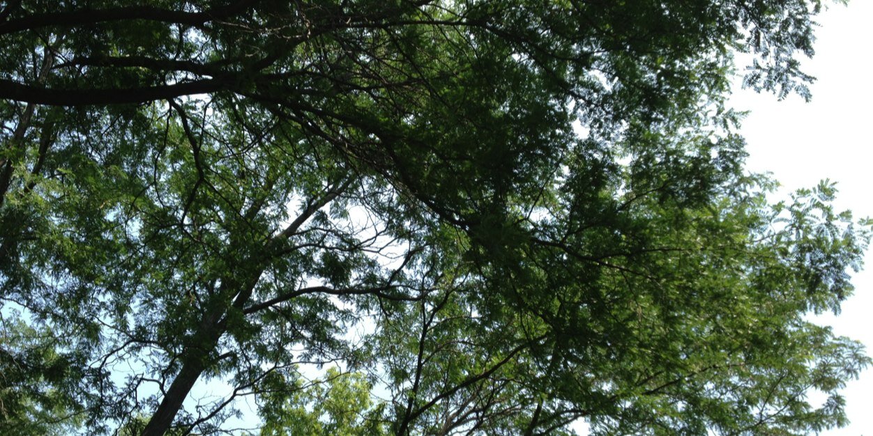 Katie Mueller banner