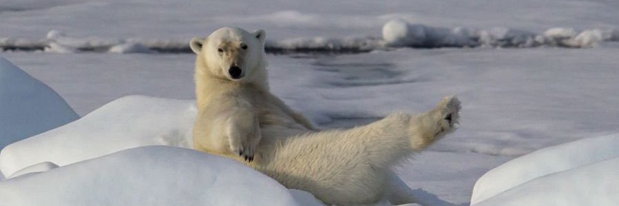 Maya Schumer, PhD! banner