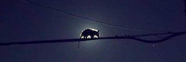 Angry Possum ᘛ⁐̤ᕐᐷ's banner