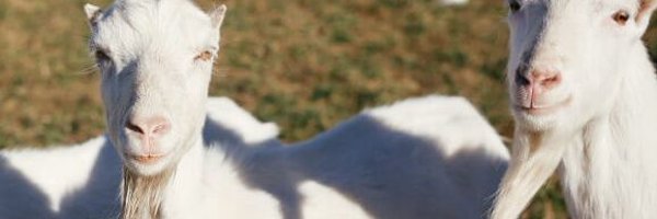 Stanleyokech5 Profile Banner