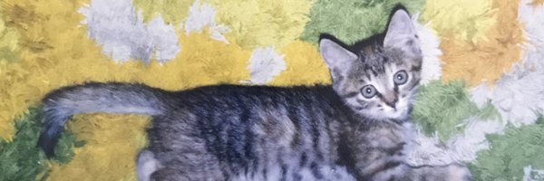 mtubesas Profile Banner