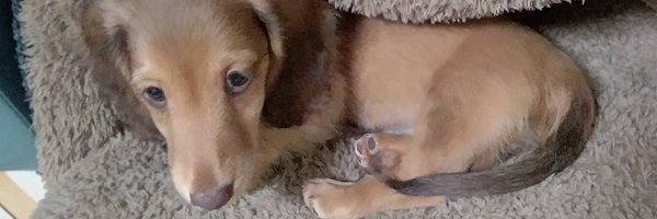 HarRUIv_0128984 Profile Banner