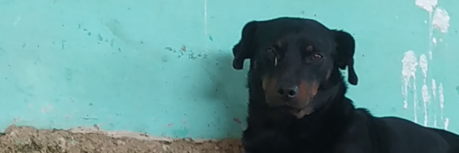 🍍 Nik Mattos banner