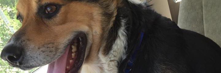 ZachRodriguez's profile banner image