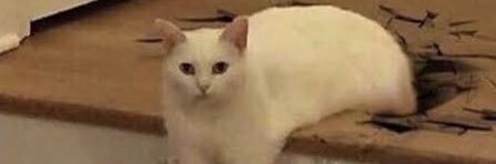 cat that ll make your day banner