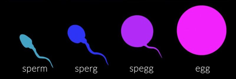 R. Eder-Kirsch 🐡 banner