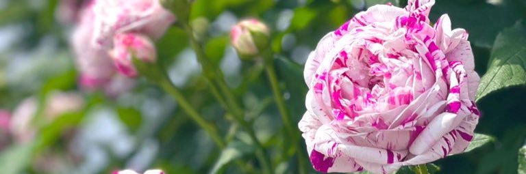 シンサク🌙*ﾟお花の写真を撮るのが好き❤︎︎'s banner