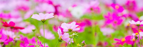 alexa_sotillo Profile Banner