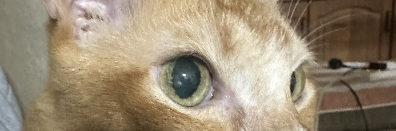 catlover1277's profile banner image