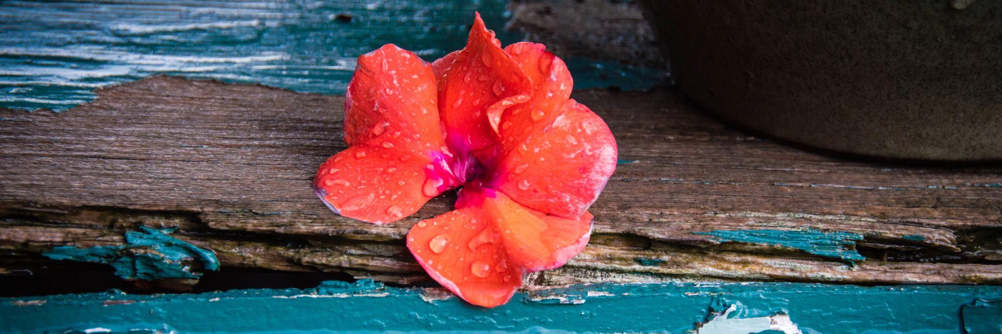 Shannon Morgan banner