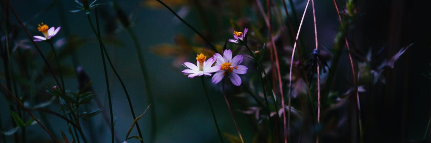 shammas_nabil's profile banner image