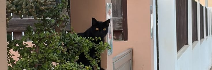 almotspring's profile banner image