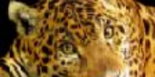karllinha1's profile banner image