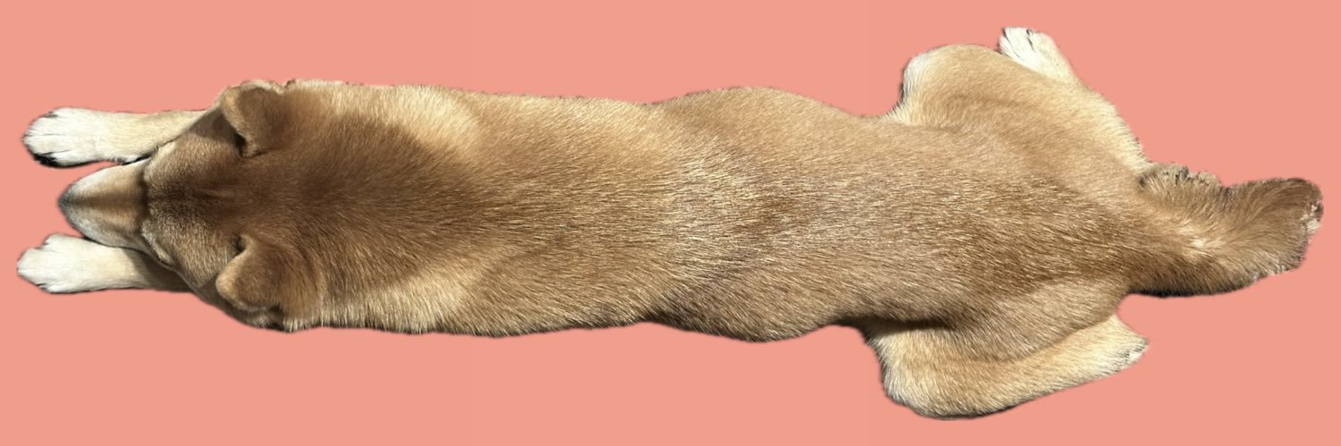 豆柴タマ's banner
