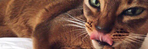 yepdusty's profile banner image