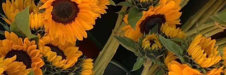GREEN banner