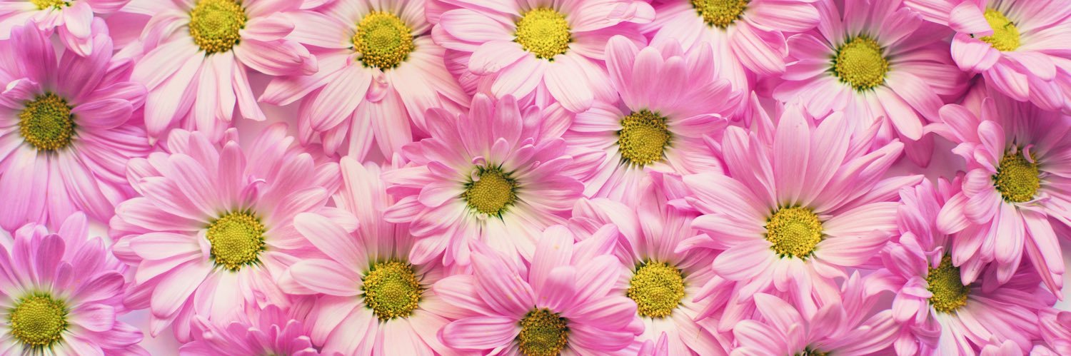 Jaci Rose banner