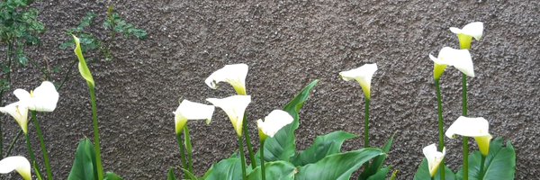 MarcellaTowler Profile Banner