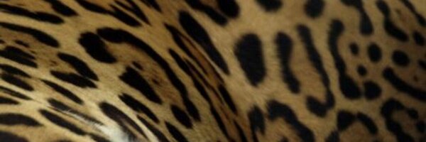 PVoelkel Profile Banner
