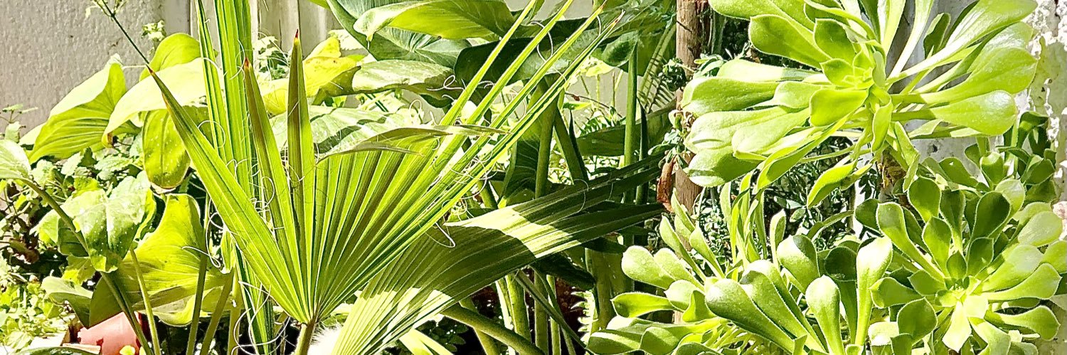 paulinitamercur's profile banner image