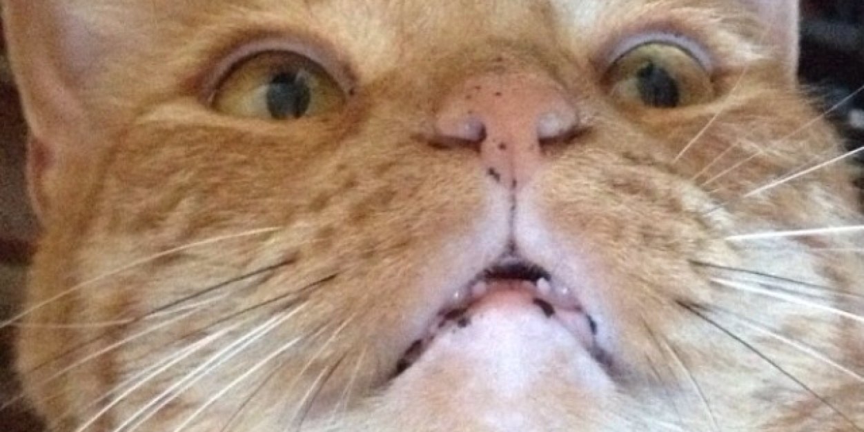 LenaaaaBabes's profile banner image