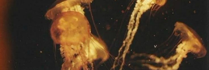 eve banner