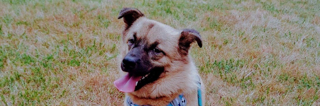 わんちゃんず banner