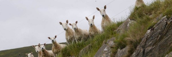 edelsol Profile Banner