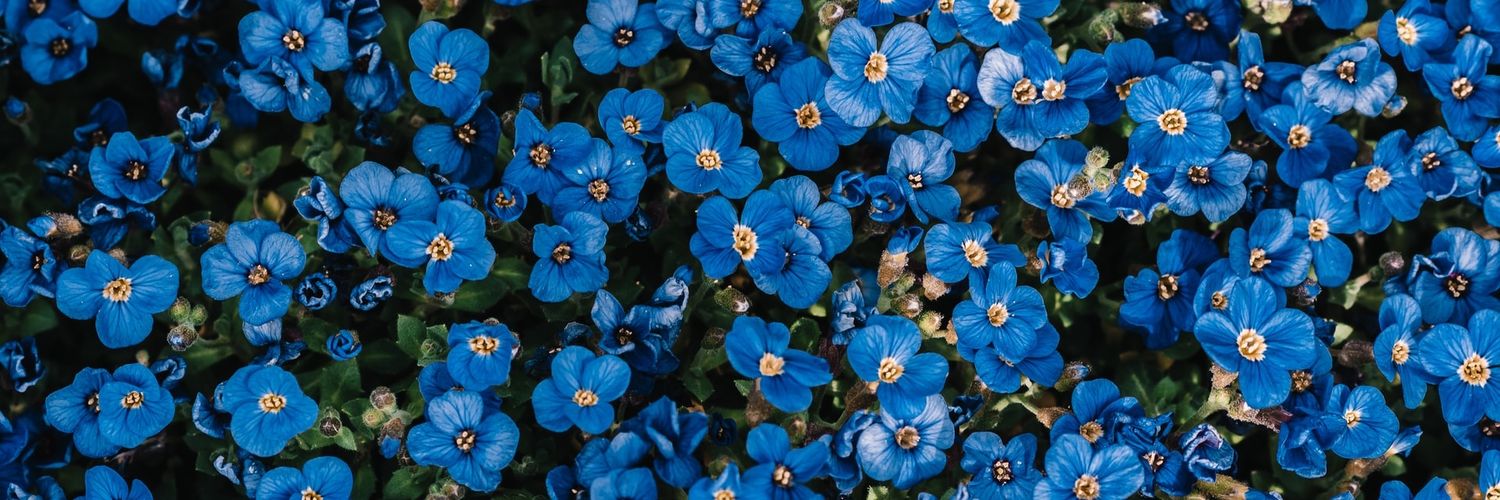 Anna_Ditta's profile banner image