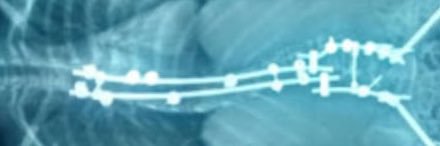 bibonika's profile banner image