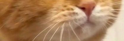 ilys𝑚𝑒𝑜𝑤🐈‍⬛ banner
