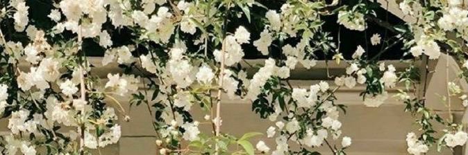 _daydream_x's profile banner image