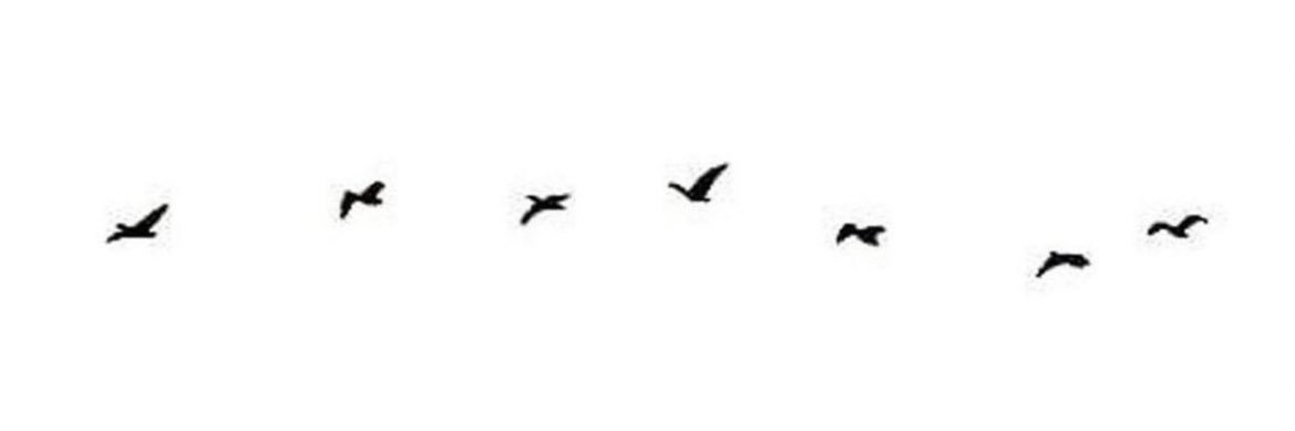 majed banner