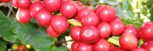 debebe_belayneh's profile banner image