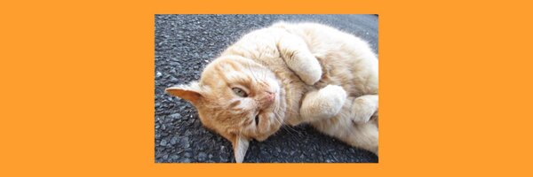 iidasayaka Profile Banner