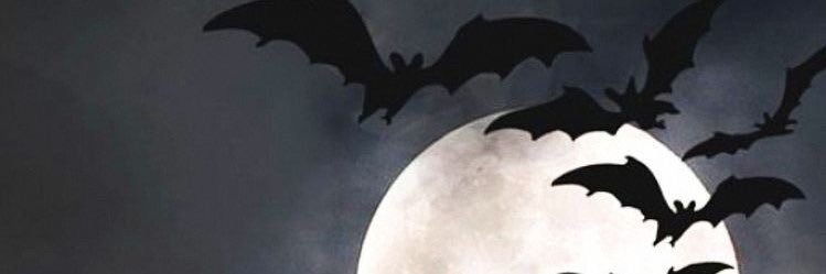 dianas_short's profile banner image