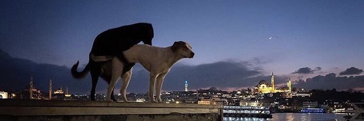 Victor Torres banner