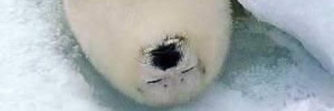 ss_amatou's profile banner image