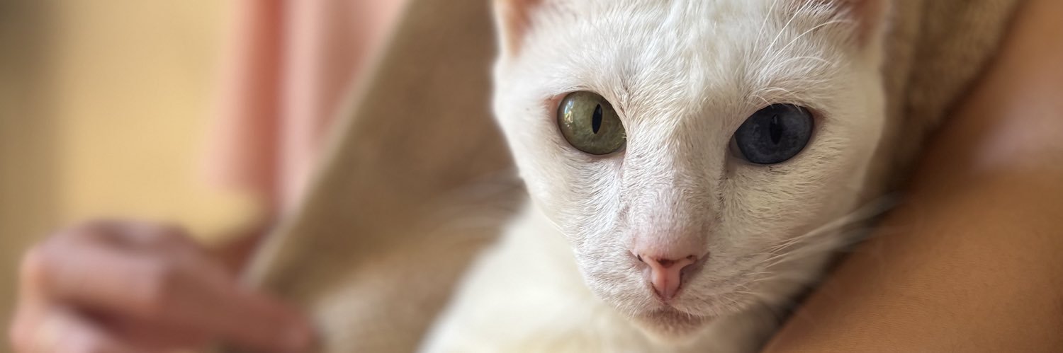 imoreosundae's profile banner image
