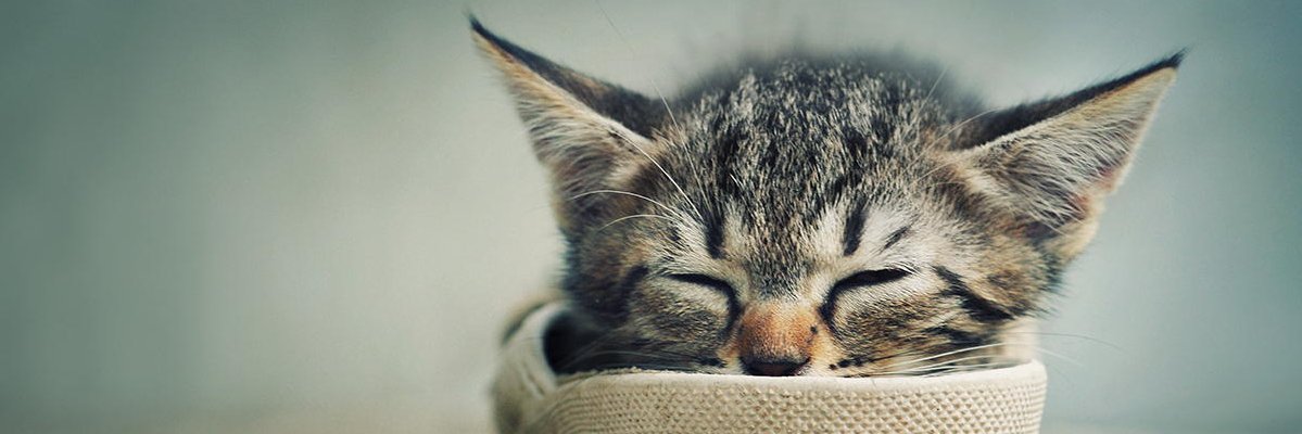 bobbywhispers's profile banner image