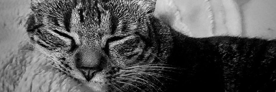 Ropecal96's profile banner image