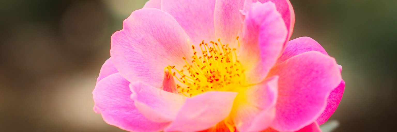 chida_911's profile banner image