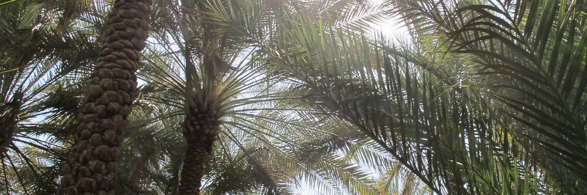 eimutir_'s profile banner image