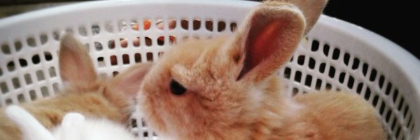 AyuBaskara Profile Banner