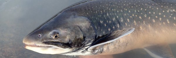 BrodersenFish Profile Banner