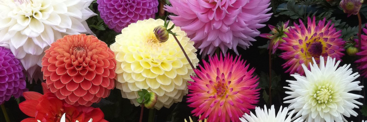 Sally Williams banner