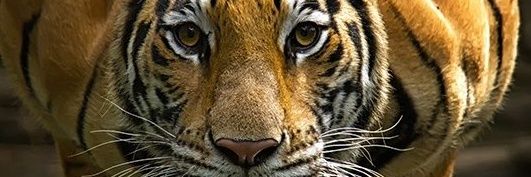 FreeThinker3006's profile banner image