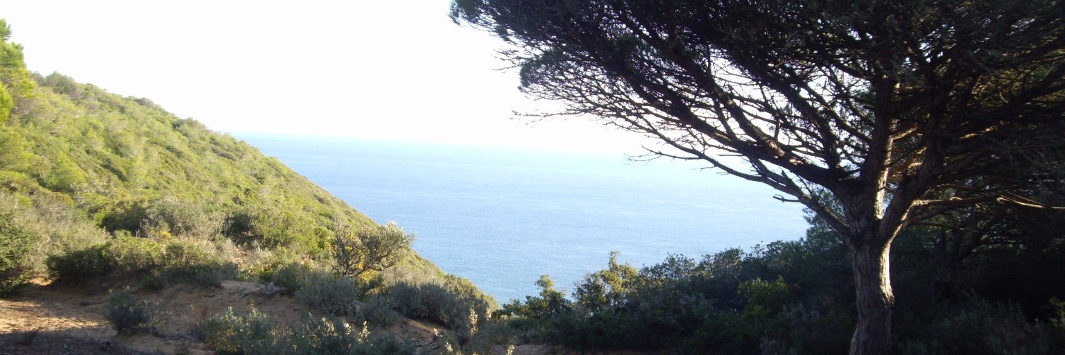 Manolo Rguez. Palma banner