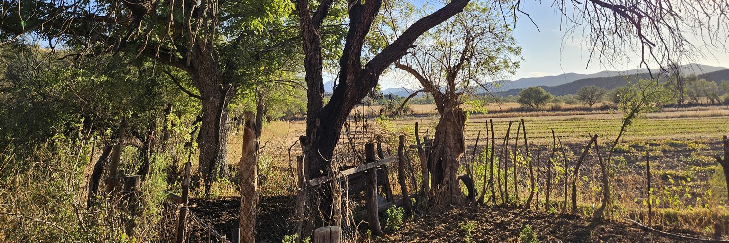Lily House-Peters banner